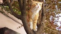 Kedi - Fragman 2