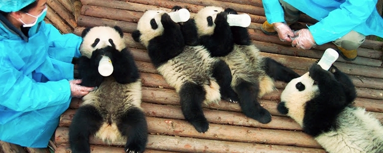 IMAX'ten Kalpleri Eriten Panda Belgeseli
