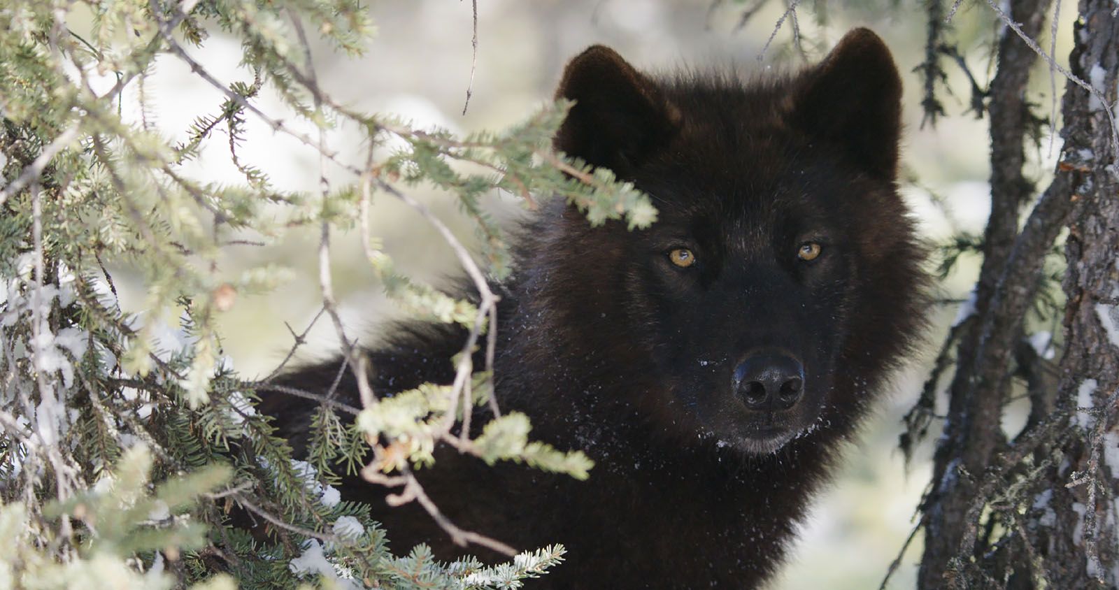 Kina Yuk renards de la banquise resimleri Fotoğraf 2 Beyazperde