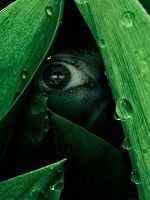 The River görüntüsü