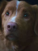 Indy (II) 'un fotoğrafi