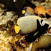 Fotoğraf Jacques-Yves Cousteau