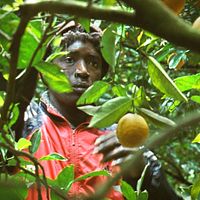 Fotoğraf Koudous Seihon