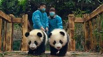 Pandas Orijinal Fragman görüntüsü