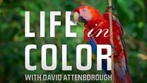 David Attenborough ile Yaşamın Renkleri Fragman görüntüsü