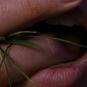 Fotoğraf Uğultulu Tepeler