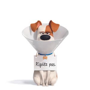 Fotoğraf Evcil Hayvanların Gizli Yaşamı 2