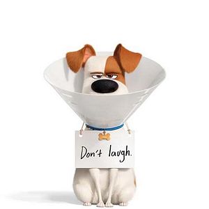 Fotoğraf Evcil Hayvanların Gizli Yaşamı 2