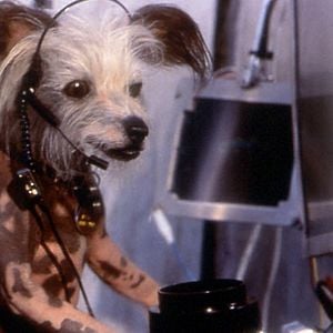 Fotoğraf Kediler ve Köpekler