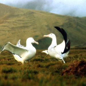 Fotoğraf Kuşlar Kanatlı Uygarlık