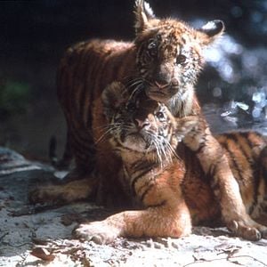 Fotoğraf Two Brothers