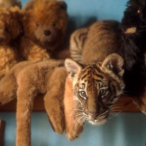 Fotoğraf Two Brothers