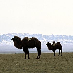 Fotoğraf Luigi Falorni