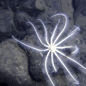 Fotoğraf Aliens of the Deep