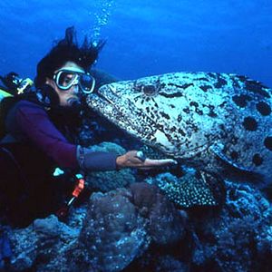 Fotoğraf Greg MacGillivray