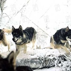 Fotoğraf Narnia Günlükleri: Aslan, Cadı ve Dolap