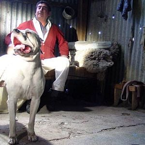 Fotoğraf Bombon Köpek