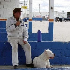 Fotoğraf Bombon Köpek