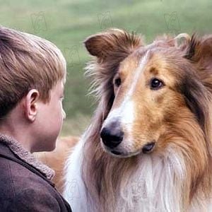 Fotoğraf Lassie