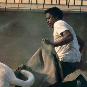 Fotoğraf Beyaz Köpek