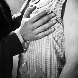 Fotoğraf Endülüs Köpeği