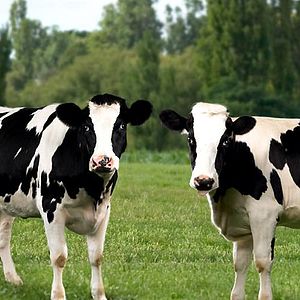 Fotoğraf Gary Winick