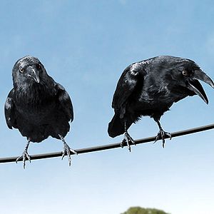 Fotoğraf Gary Winick