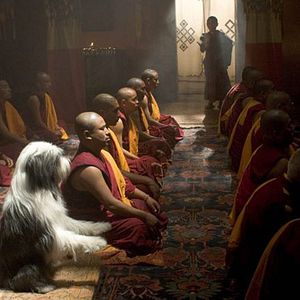 Fotoğraf Bak Şu Köpeğe