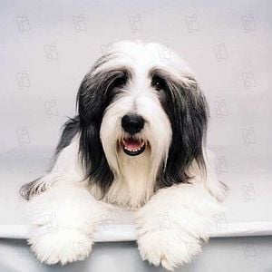 Fotoğraf Brian Robbins