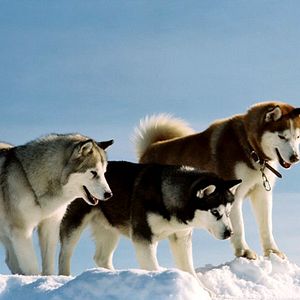 Fotoğraf Frank Marshall