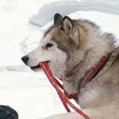 Fotoğraf Frank Marshall