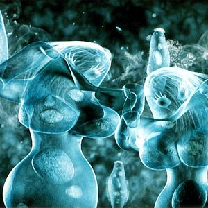 Fotoğraf David Zucker