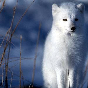 Fotoğraf Beyaz Gezegen