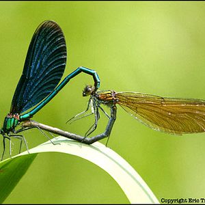 Fotoğraf Laurent Charbonnier