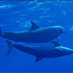 Fotoğraf Laurent Charbonnier