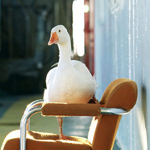 Fotoğraf The Secret Life of Words