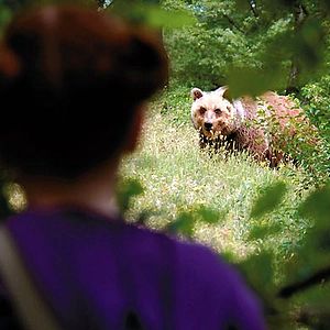 Fotoğraf Arkadaşım Tilki