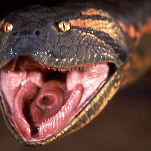 Fotoğraf Anaconda