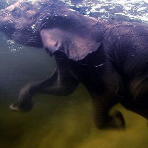 Fotoğraf Alastair Fothergill