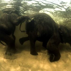 Fotoğraf Alastair Fothergill