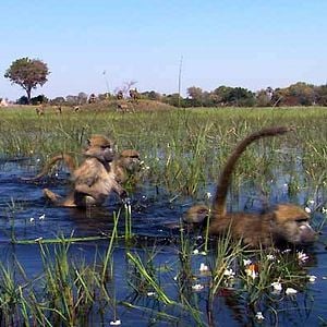 Fotoğraf Alastair Fothergill