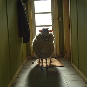 Fotoğraf Kara Koyun