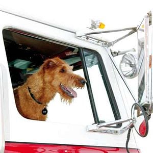 Fotoğraf Firehouse Dog
