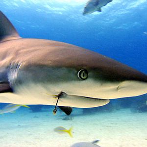 Fotoğraf Rob Stewart