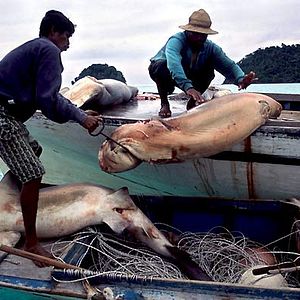 Fotoğraf Rob Stewart