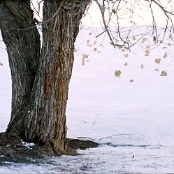 Fotoğraf Bahman Ghobadi