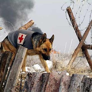 Fotoğraf Danny Lerner