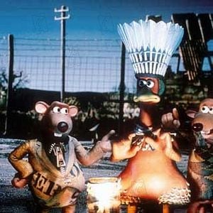 Fotoğraf Tavuklar Firarda