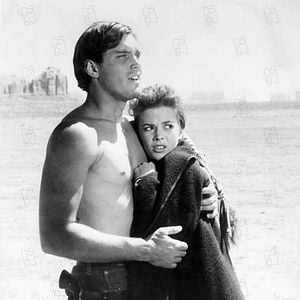 Fotoğraf Çöl Aslanı