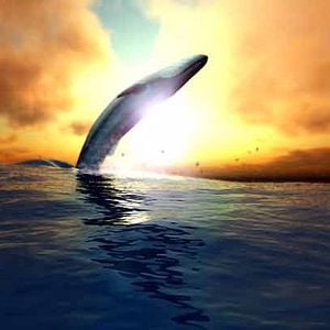 Fotoğraf Cesur Balık